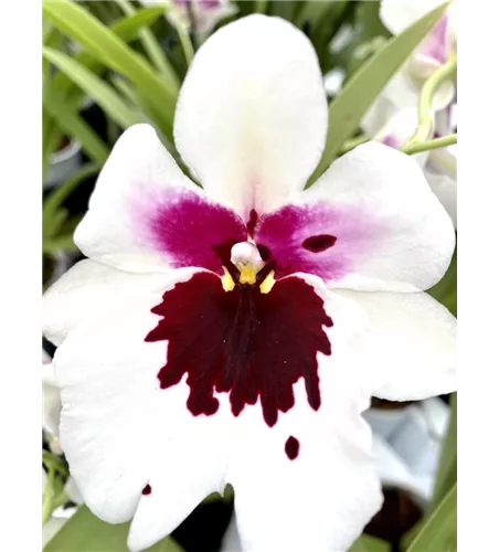 Miltoniopsis Hybride weiß