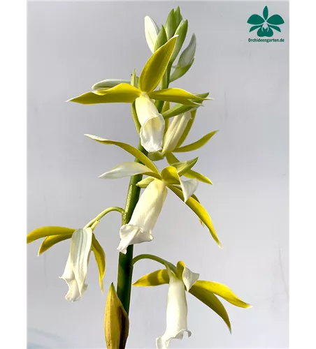 Phaius tankervillae alba