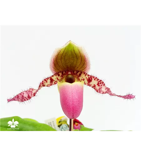 Paphiopedilum Pinocchio