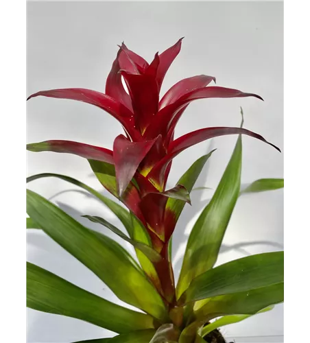 Guzmania dunkel rot 