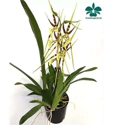 Brassia 'Tosca'