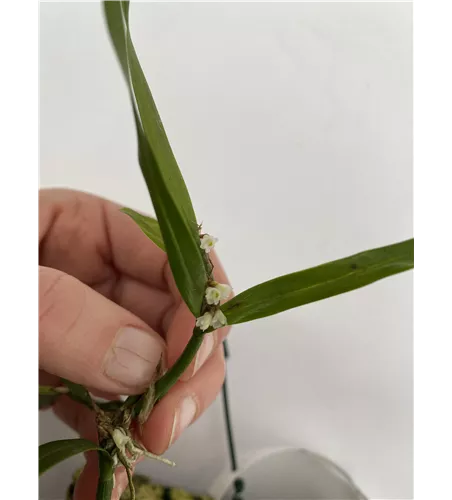 Scaphyglottis prolifera