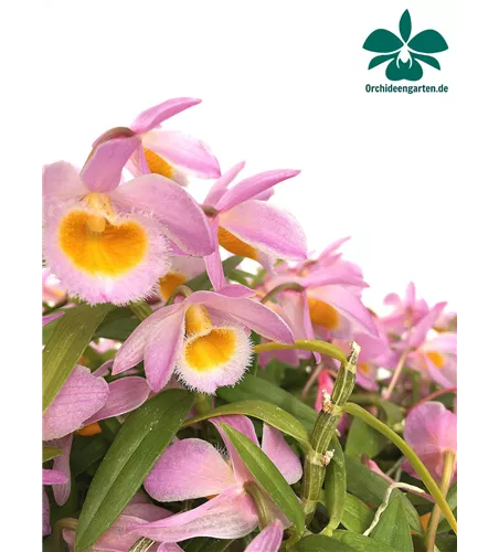 Dendrobium loddigesii