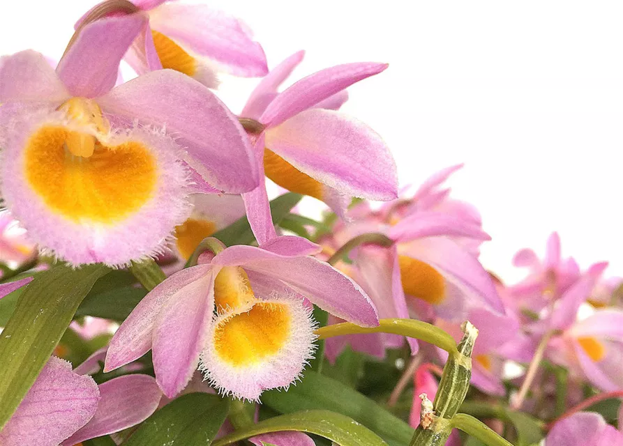 Dendrobium loddigesii