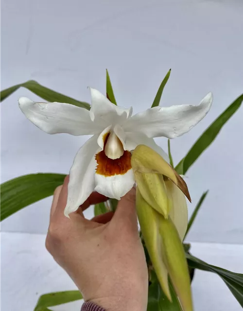 Coelogyne (mooreana x cristata) x lawrenceana 