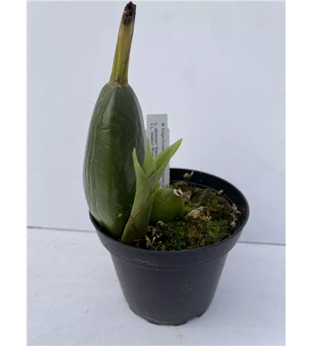 Lycaste skinneri 'Hanami' x Irodori 'Pink'