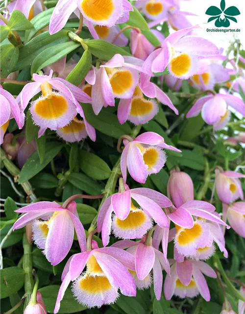 Dendrobium loddigesii