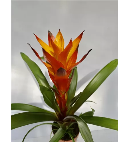 Guzmania gelb orange