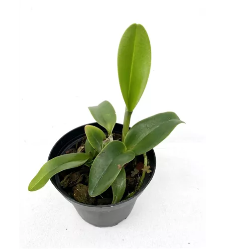 Rlc. Siam White 'The Best'