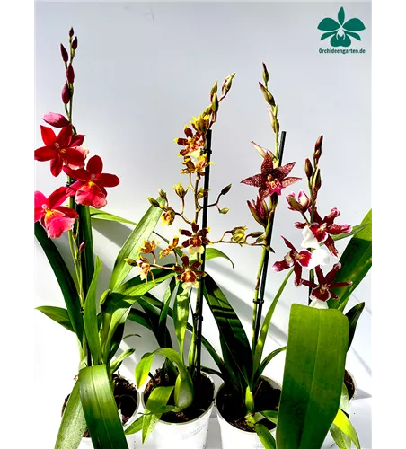 Mix aus verschiedenen Gattungen