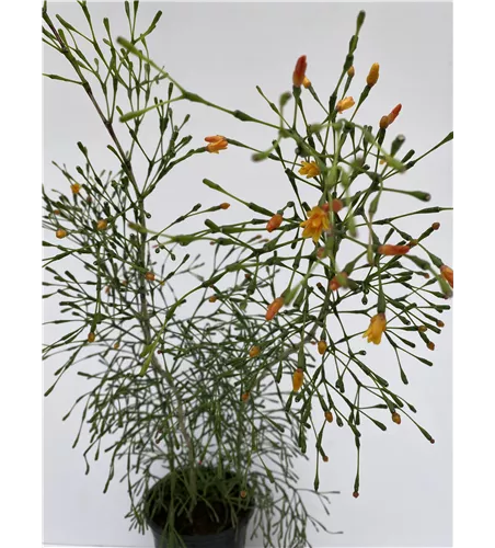 Hatiora salnicornioides