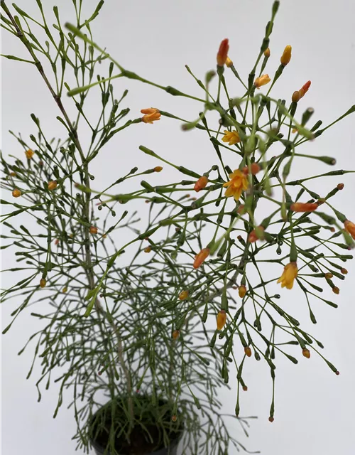 Hatiora salnicornioides