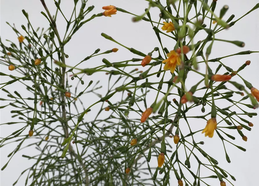 Hatiora salnicornioides