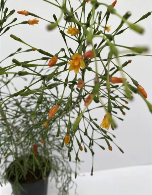 Hatiora salnicornioides