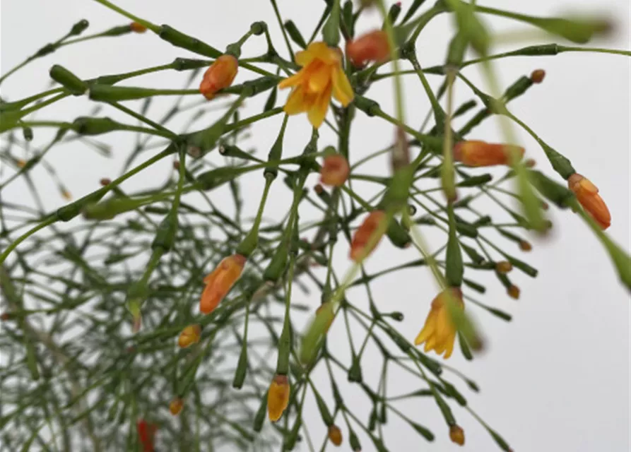 Hatiora salnicornioides