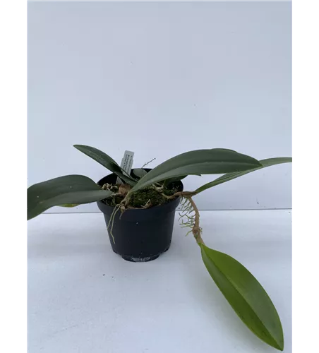 Bulbophyllum baileyi x beccarii