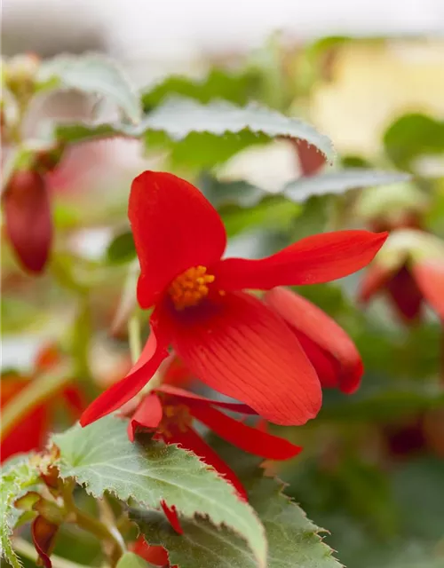 Phalaenopsis Chilenka
