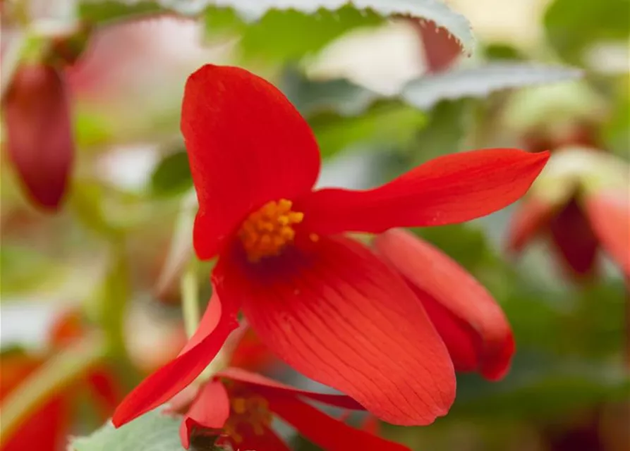 Phalaenopsis Chilenka