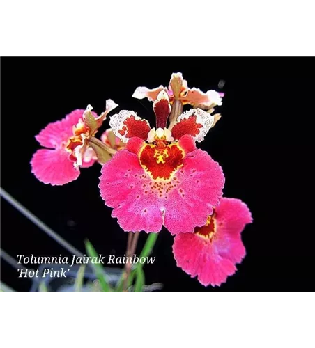 Tolumnia Jairak 'Hot Pink'