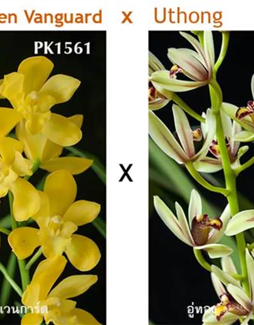 Cymbidium Golden Vanguard x Uthong