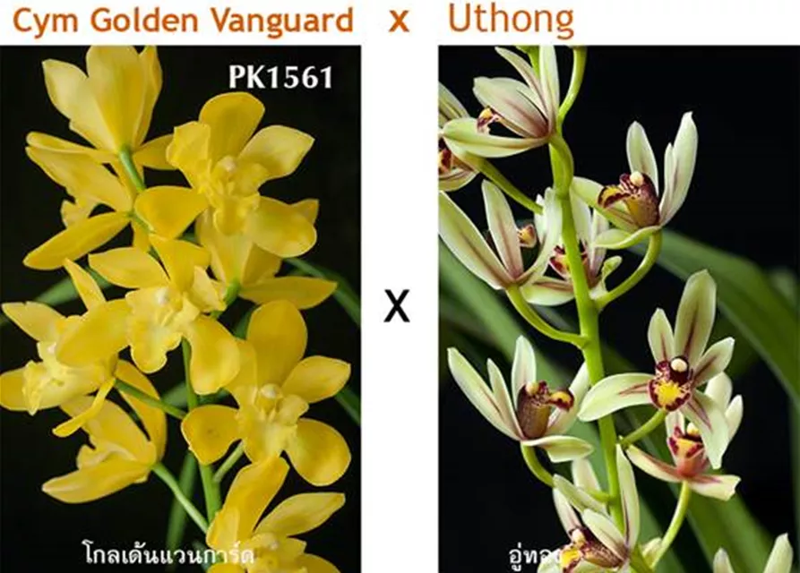 Cymbidium Golden Vanguard x Uthong