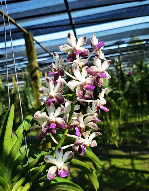 V.Lamellata x V.Noi blue x Rhy. Coelestis