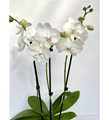Phalaenopsis Hybride weiß