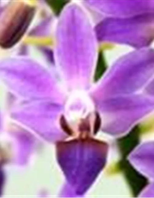 Phalaenopsis Aida Blue Pearl
