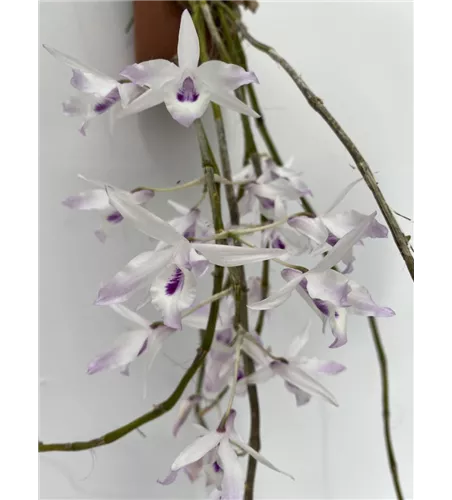 Dendrobium transparense 