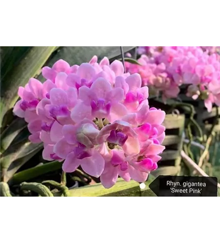 Rhynchostylis gigantea 'Sweet light Pink'