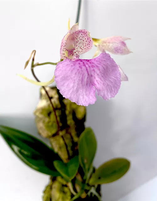 Camparettia speciosa x macroplectron