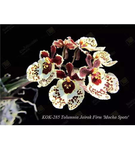 Tolumnia Jairak Firm 'Mocha Spots'