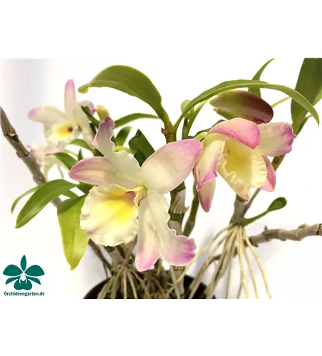 Dendrobium Lovely Virgin Angel