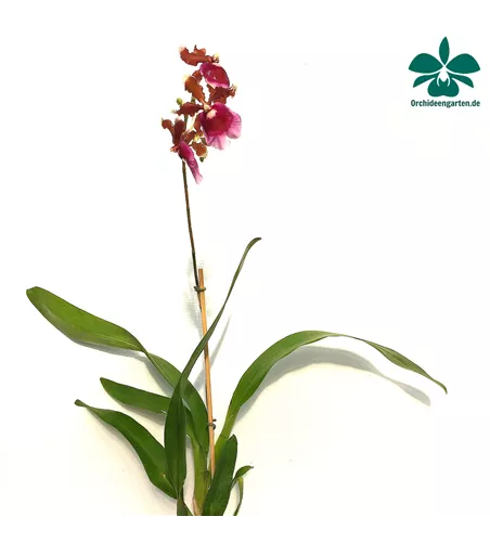 Oncidium fuscatum (Miltonia warscewiczii)