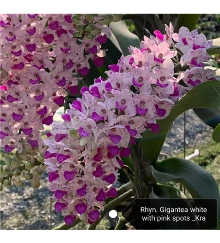 Rhynchostylis gigantea weiß pink gepunktet