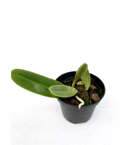 Rlc. Nakornchaisri Delight 'Yen'