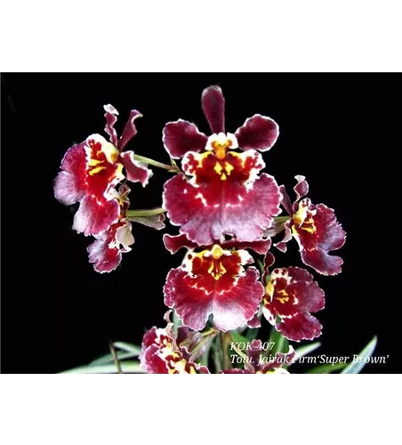 Tolumnia Jairak Firm 'Super Brown'