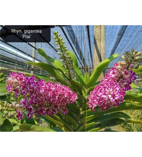 Rhynchostylis gigantea white with pink spots