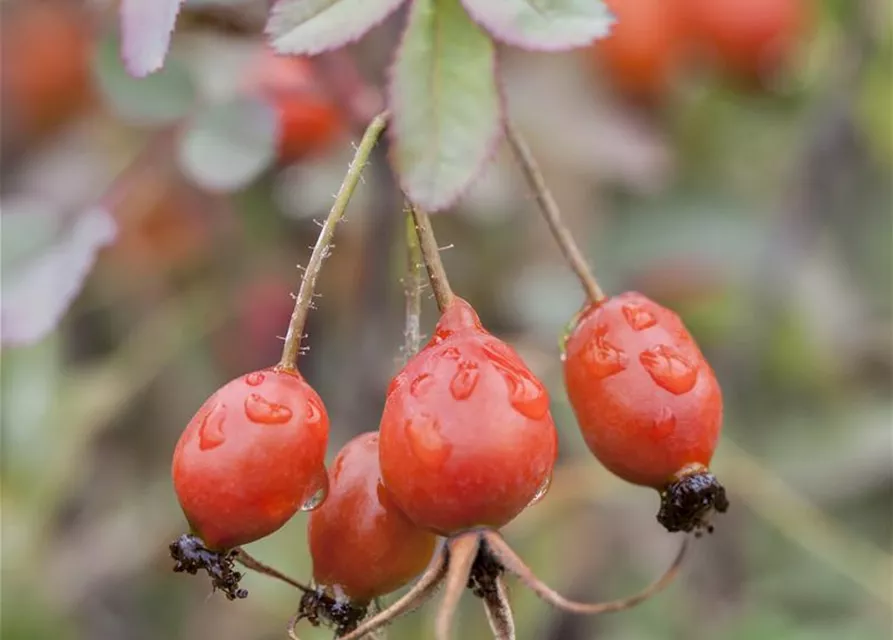 Bereifte Rose