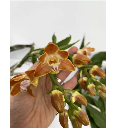 Chysis bruennoviana