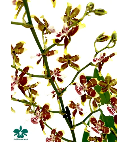 Colmanara Tropic Jungle