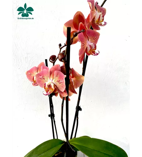 Phalaenopsis Dragon Heart