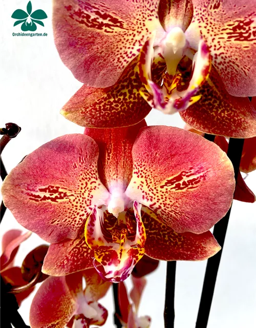 Phalaenopsis Dragon Heart