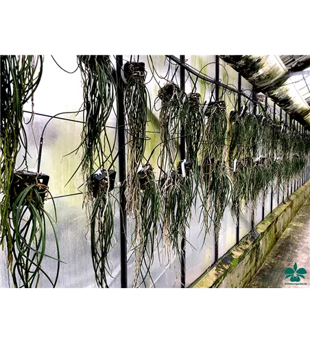 Seidenfadenia mitrata