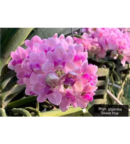 Rhynchostylis Sweet Pink