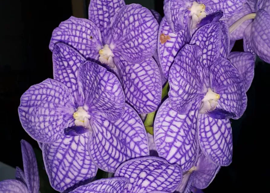 Vanda Chulee classic 05
