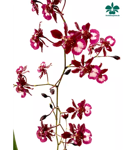 Oncidium Jairak Fragrance