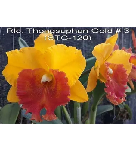 Rlc. Thongsuphan Gold #3