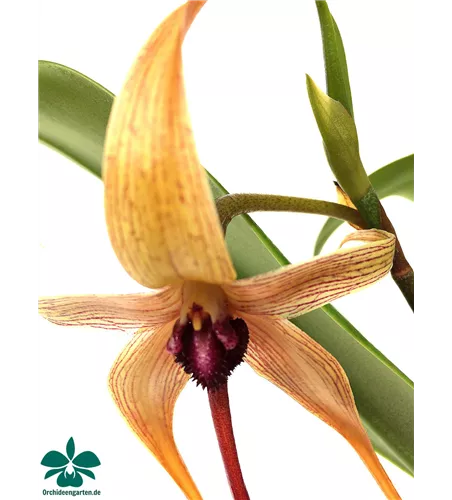 Bulbophyllum carunculatum