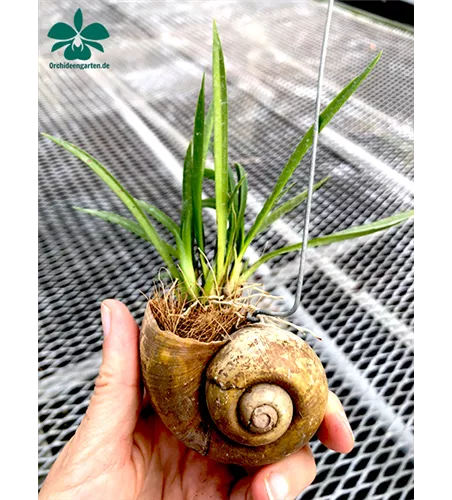 Tolumnia Mix im Schneckenhaus